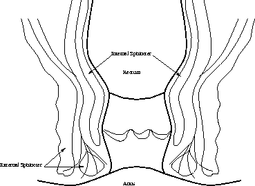 Schematic diagram of the Anal Sphinctre